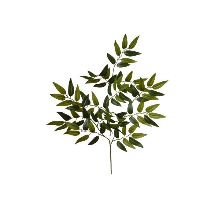 RAMO RUSCUS CM60 GREEN